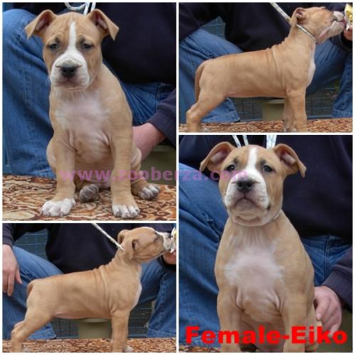 AST-puppies for sale