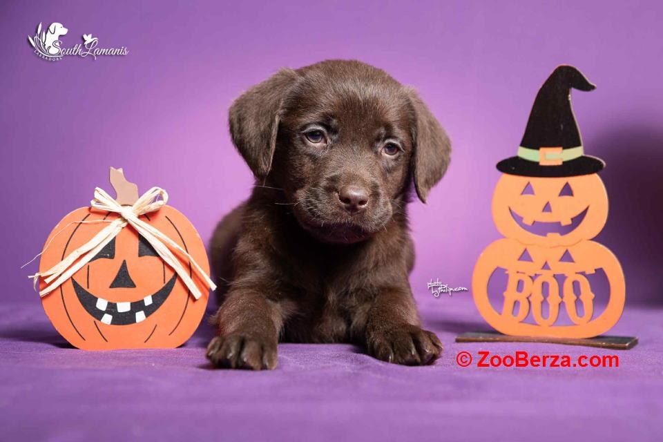 Štenci Labrador retrivera na prodaju!   