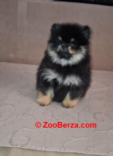 Pomeranac muzjak