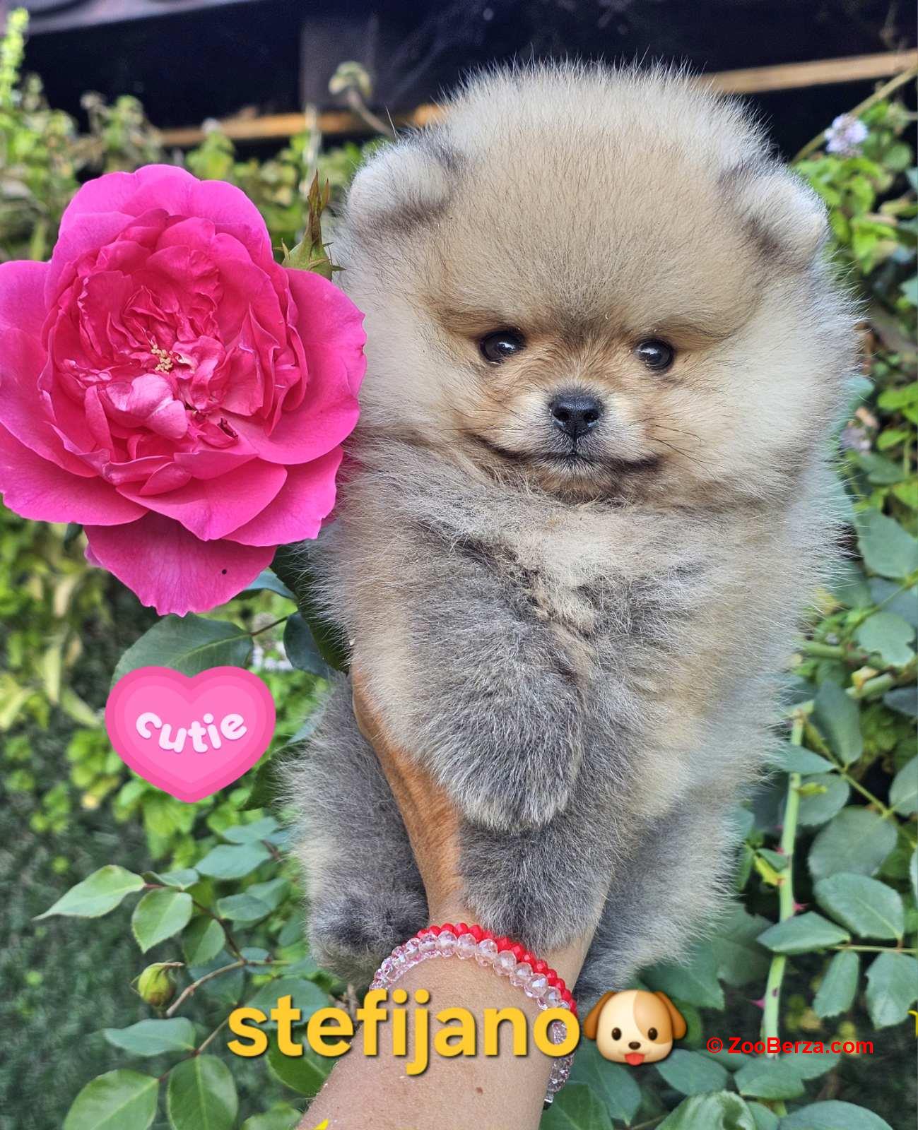 Pomeranac Boo štenci
