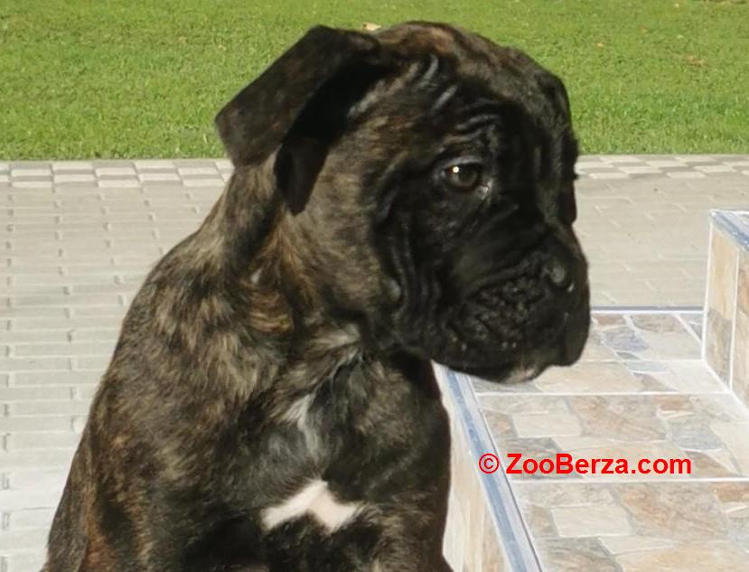 Cane Corso Kane Korso TOP KVALITET