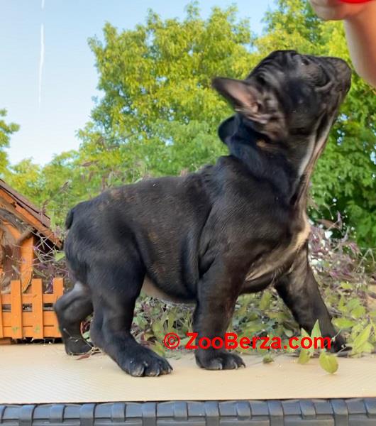 Štenci francuskog buldoga