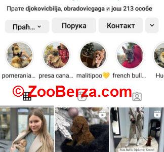 Maltipoo vrhunske genetike 