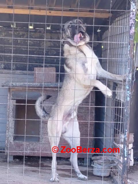 Turski Kangal, mužjak