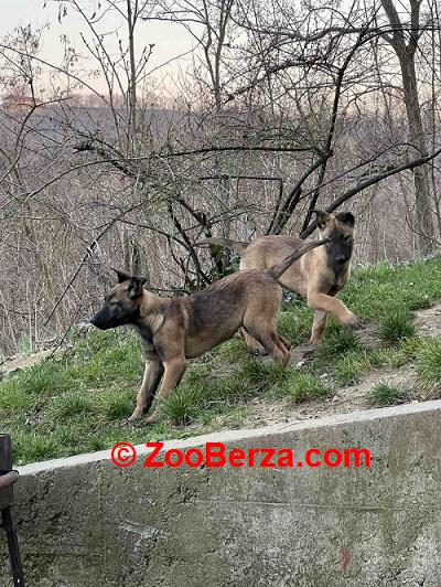 Belgijski Ovčar Malinoa