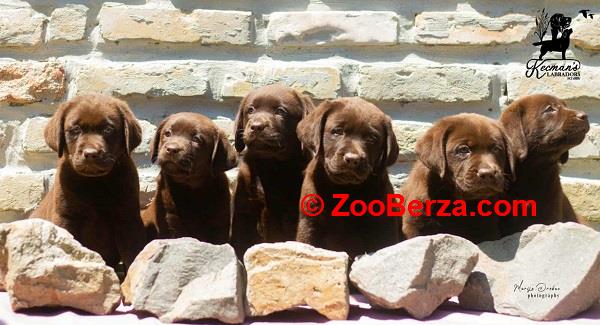 Labrador Retriver štenci, čokoladni