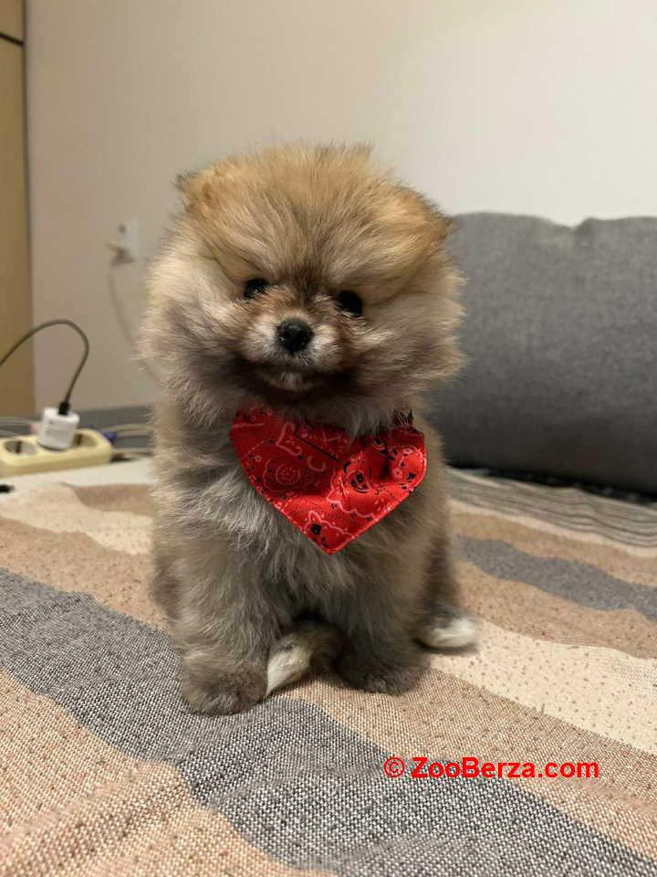 Veseli cistokrvni pomeranci spremni za novi dom 