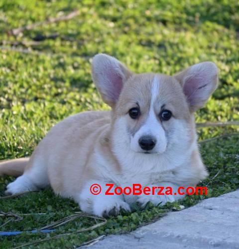 Velški Welski Korgi Corgi Pembrok