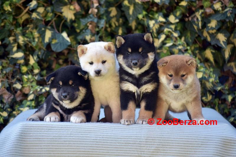 Shiba Inu / Šiba inu, štenci