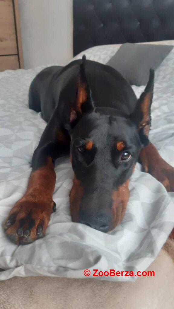 Doberman štenci
