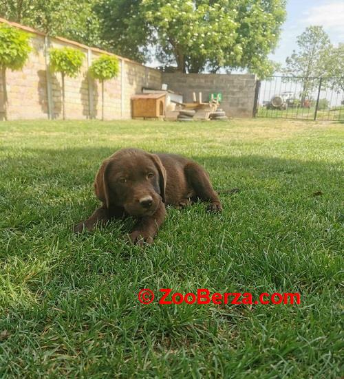 Čokoladni labrador 