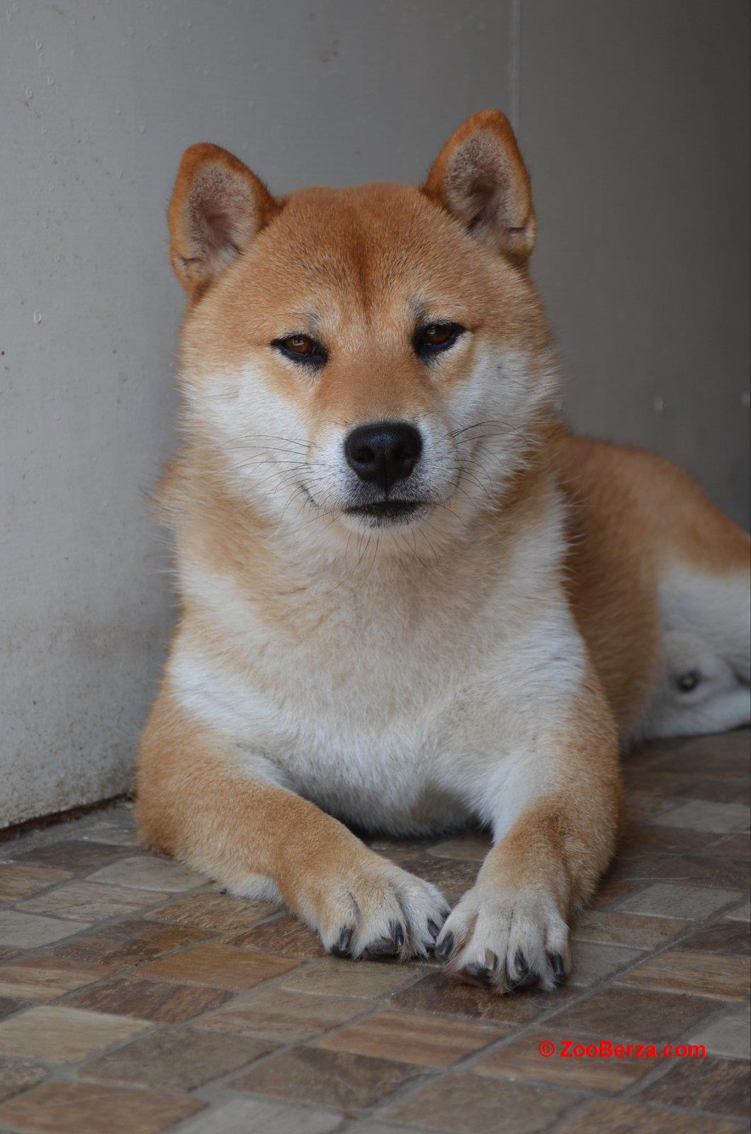  Shiba Inu prelepi štenci