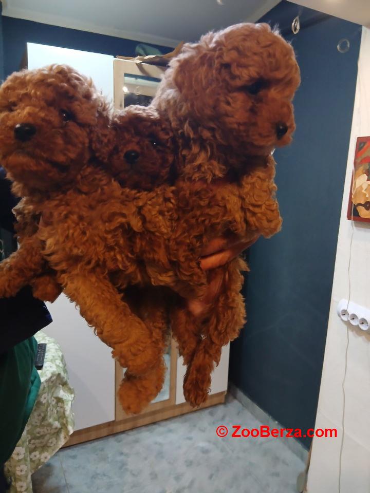 Na prodaju štenci patuljaste pudle  