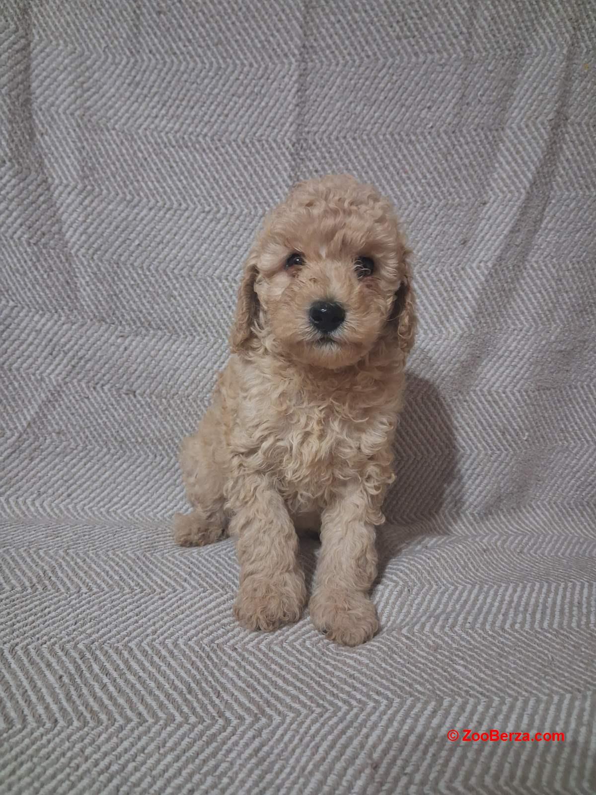 Patuljaste Pudle prodaja