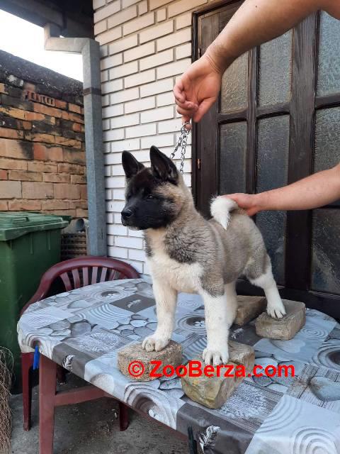 Američka Akita, žensko štene