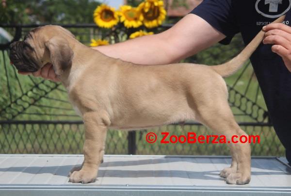 Cane Corso štenci 