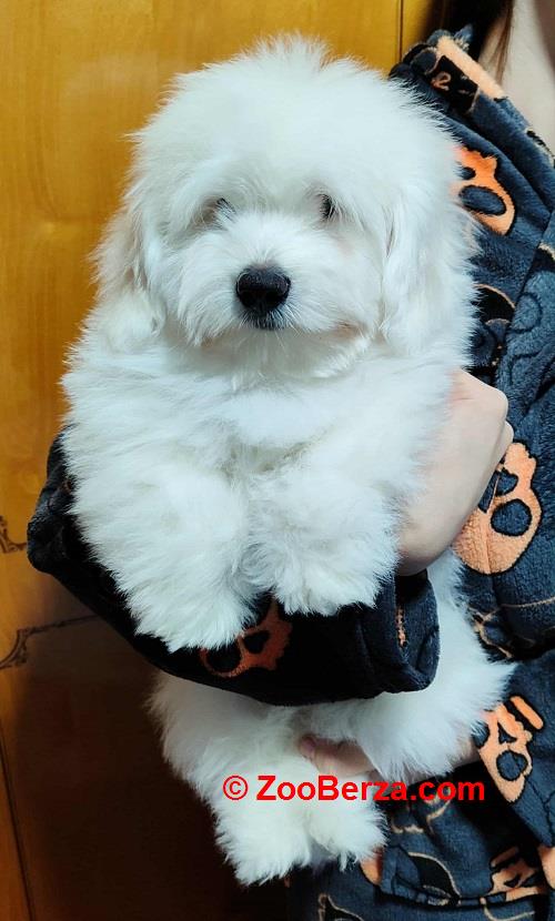 Coton de Tulear 