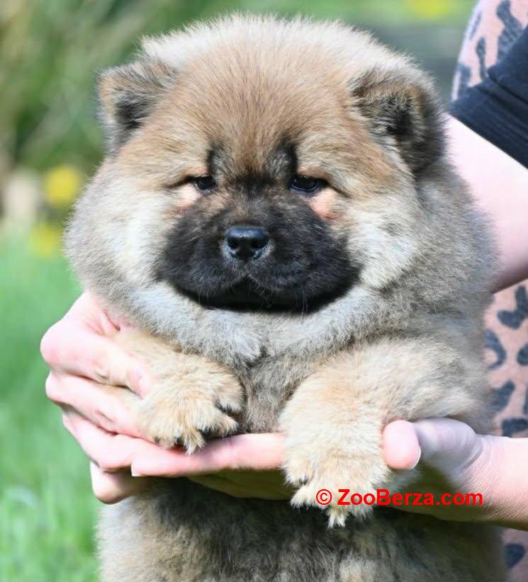 Chow Chow Cau Cau Čau Čau