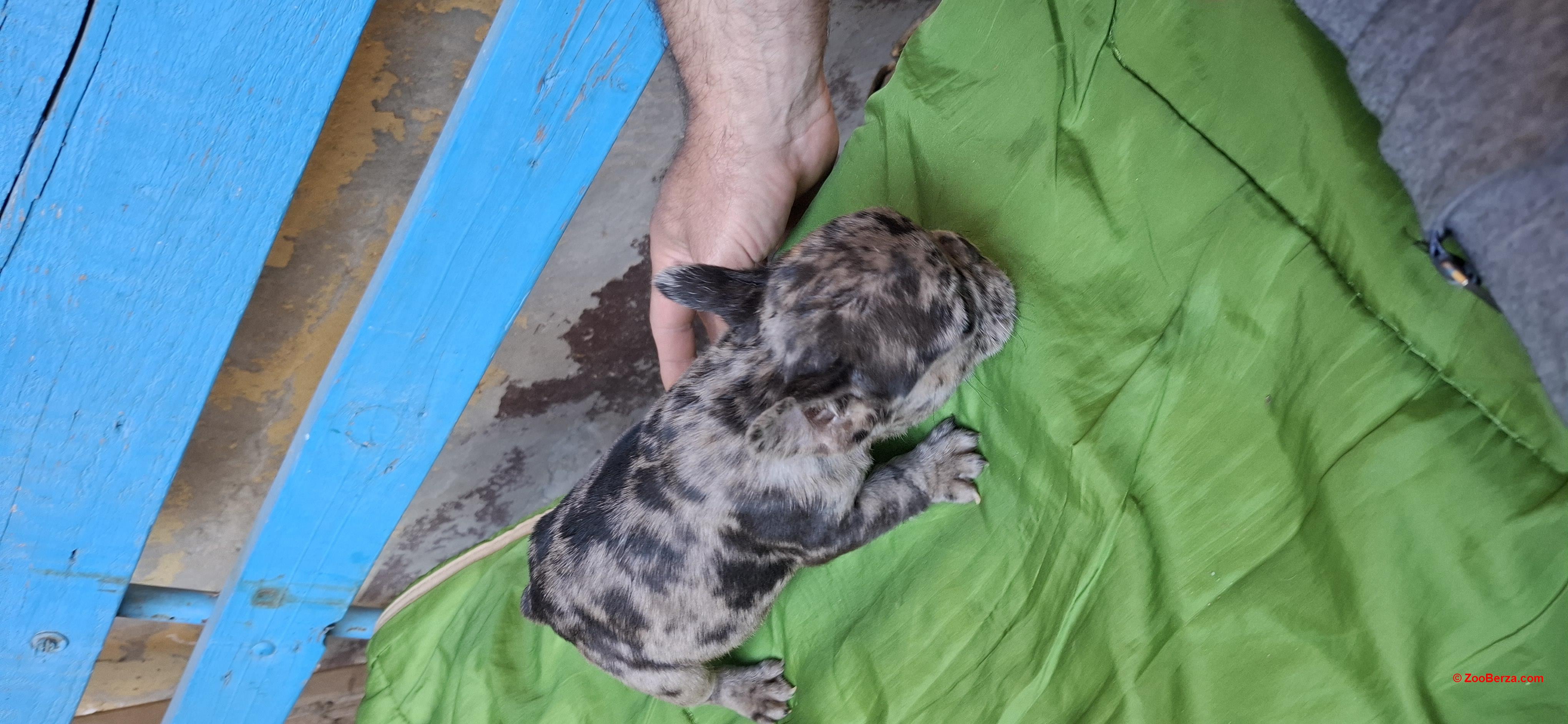 Francuski buldog