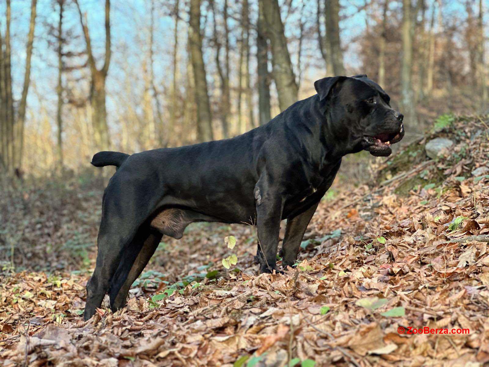 Južnoafrički mastif - Boerboel štenci