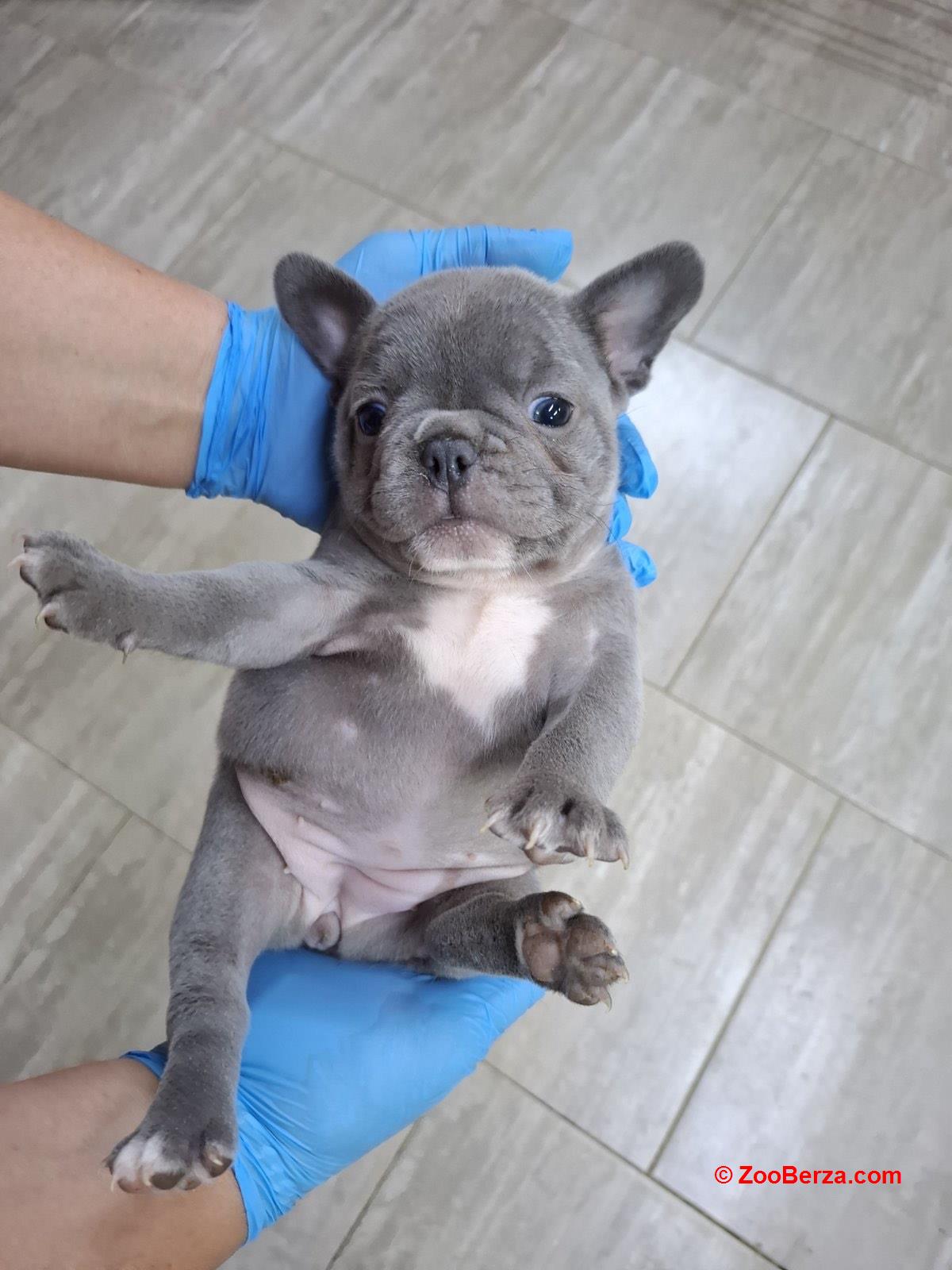 Egzoticni francuski buldog