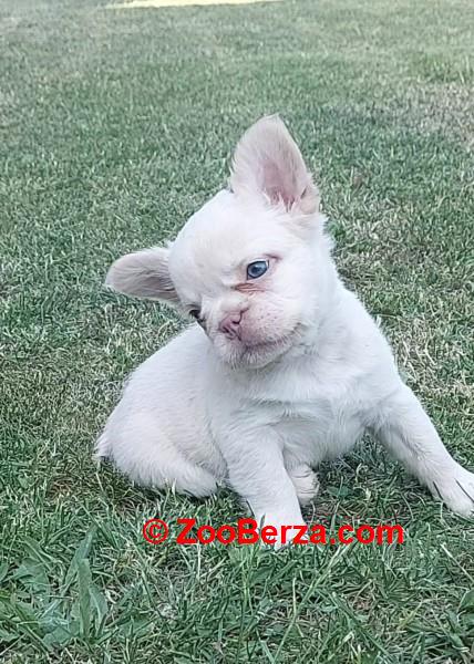 Francuski buldog štenci dugodlaki