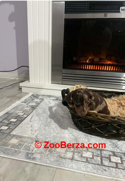 Patuljasti kratkodlaki jazavičari ekstra mini 