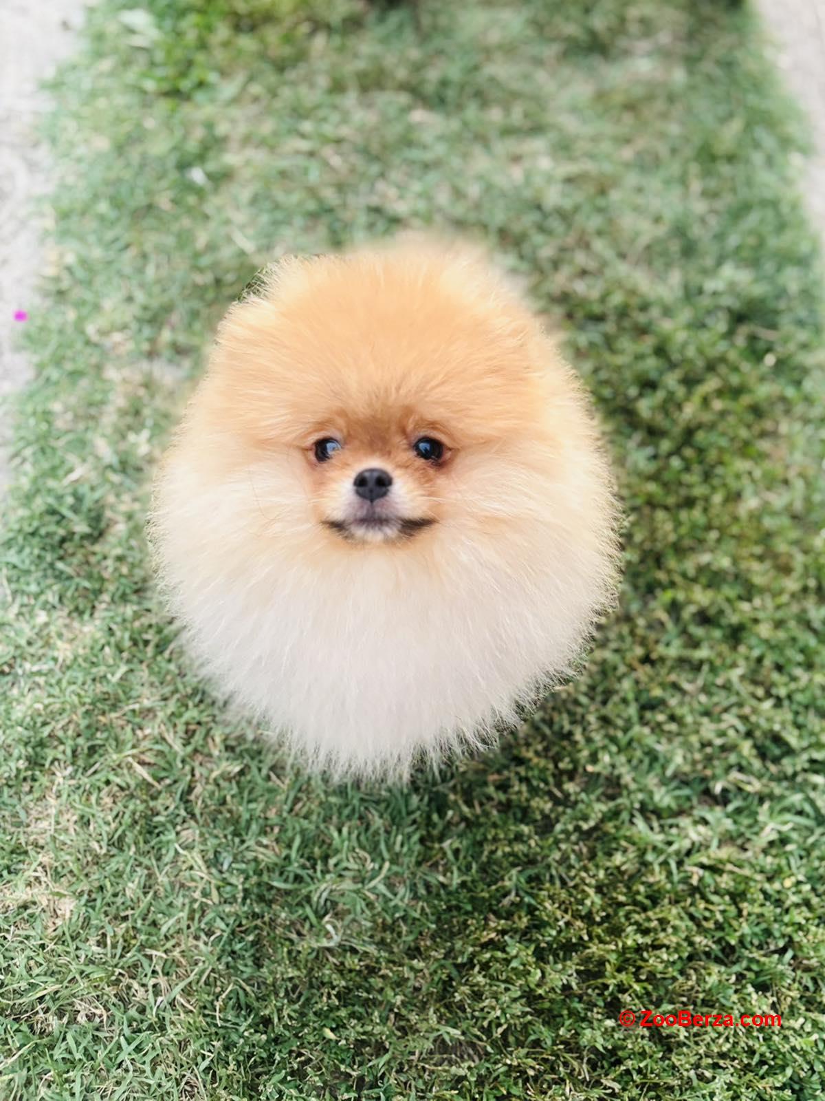 Pomeranac prelepo musko stene