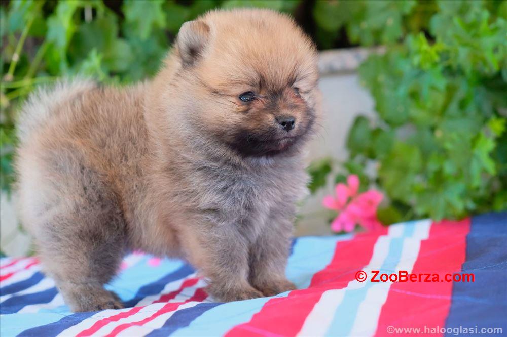 Pomeranski špic, štene -dostava 