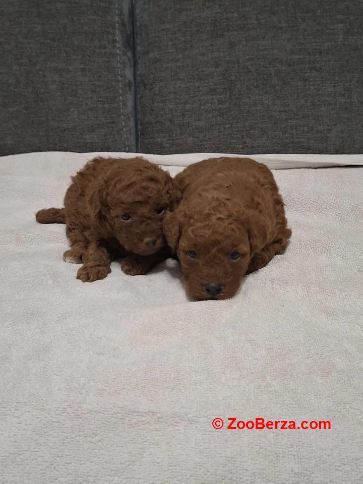 Prodajem patuljaste pudle 