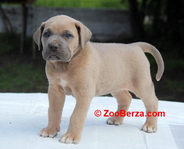 Cane Corso štenci