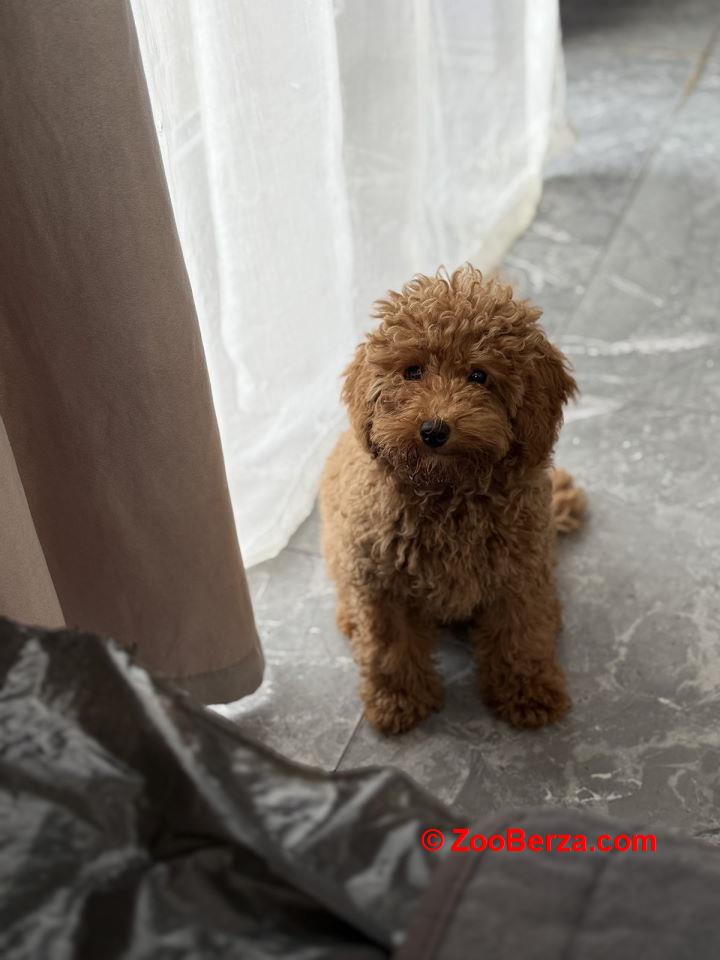 Dostupan muzijak mini pudlice u aprikot boji  