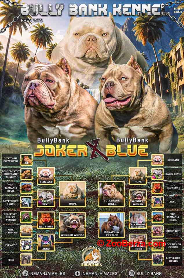 American Bully Ženka je stara 15 meseci  
