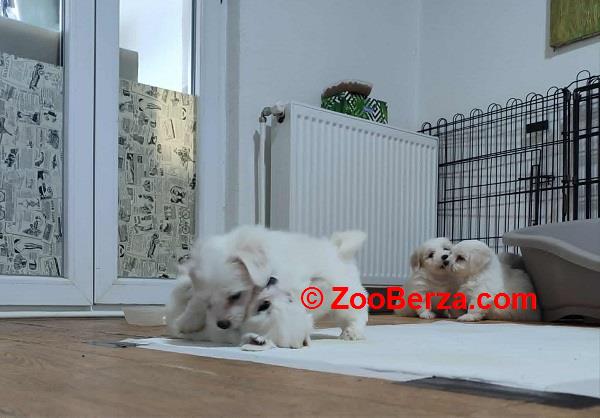 Coton de Tulear 