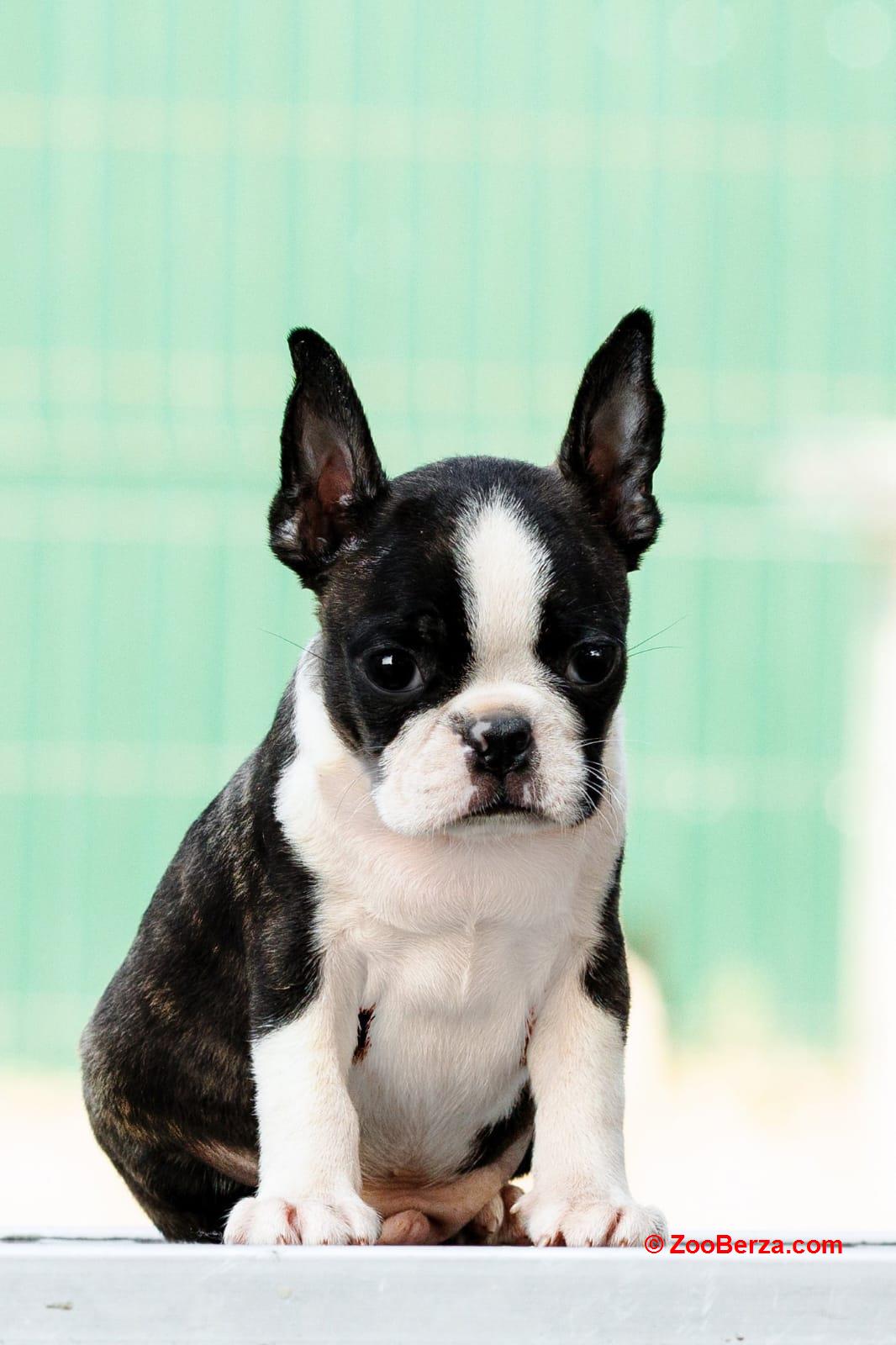Boston terrier stenad