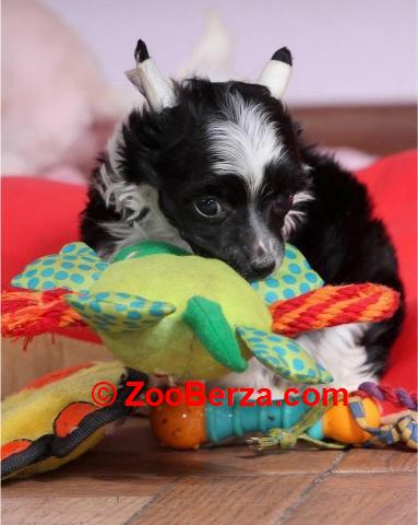 Kineski ćubasti pas štenci