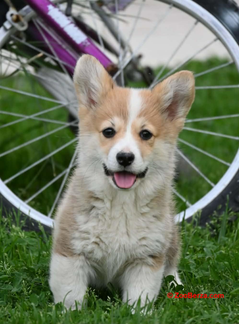 Velški korgi/Welsh Corgi Pembroke