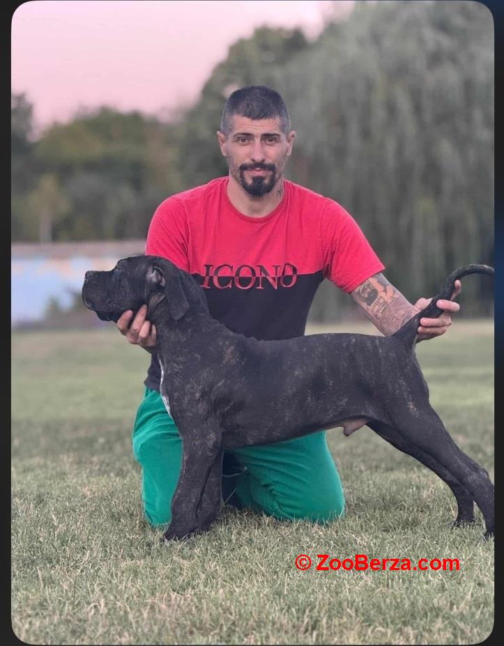 Cane Corso štenci
