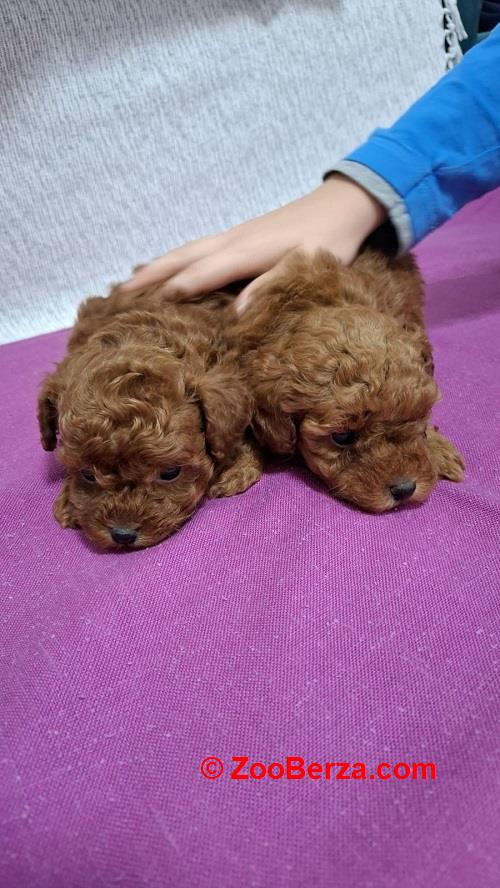 Toy teacup crvena pudla