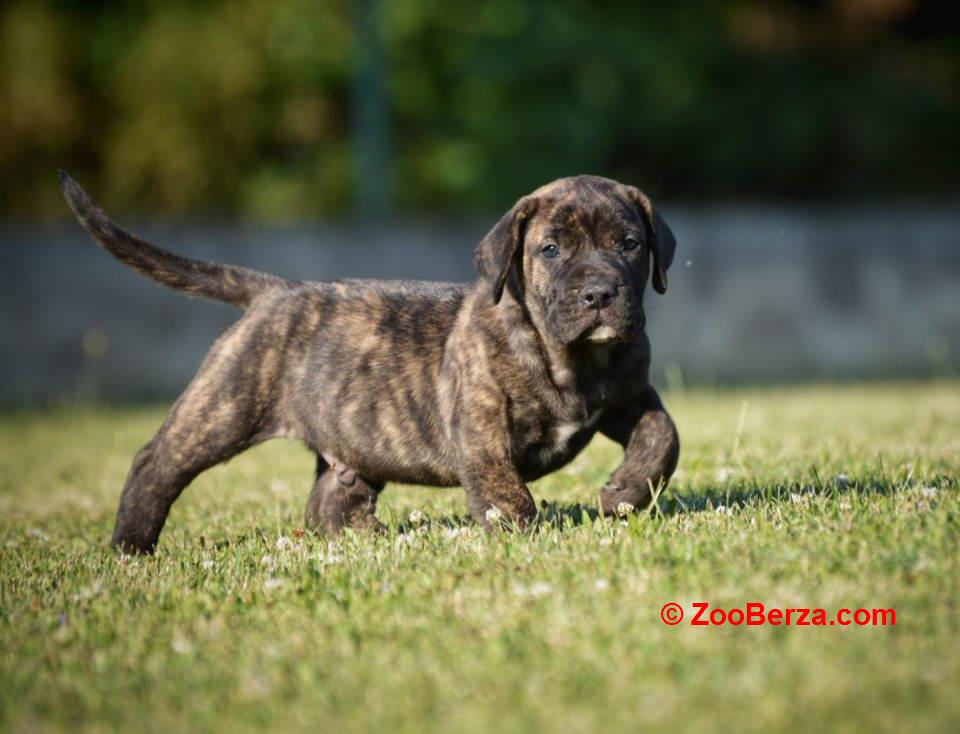 Na prodaju stenci Presa Canario 