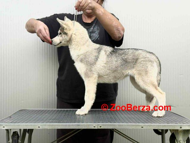 Sibirski Haski žensko štene