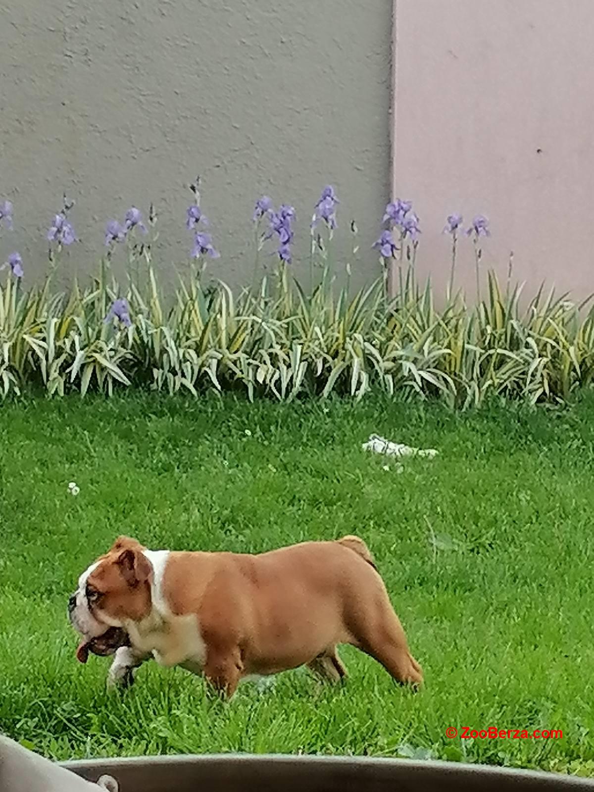 Engleski buldog