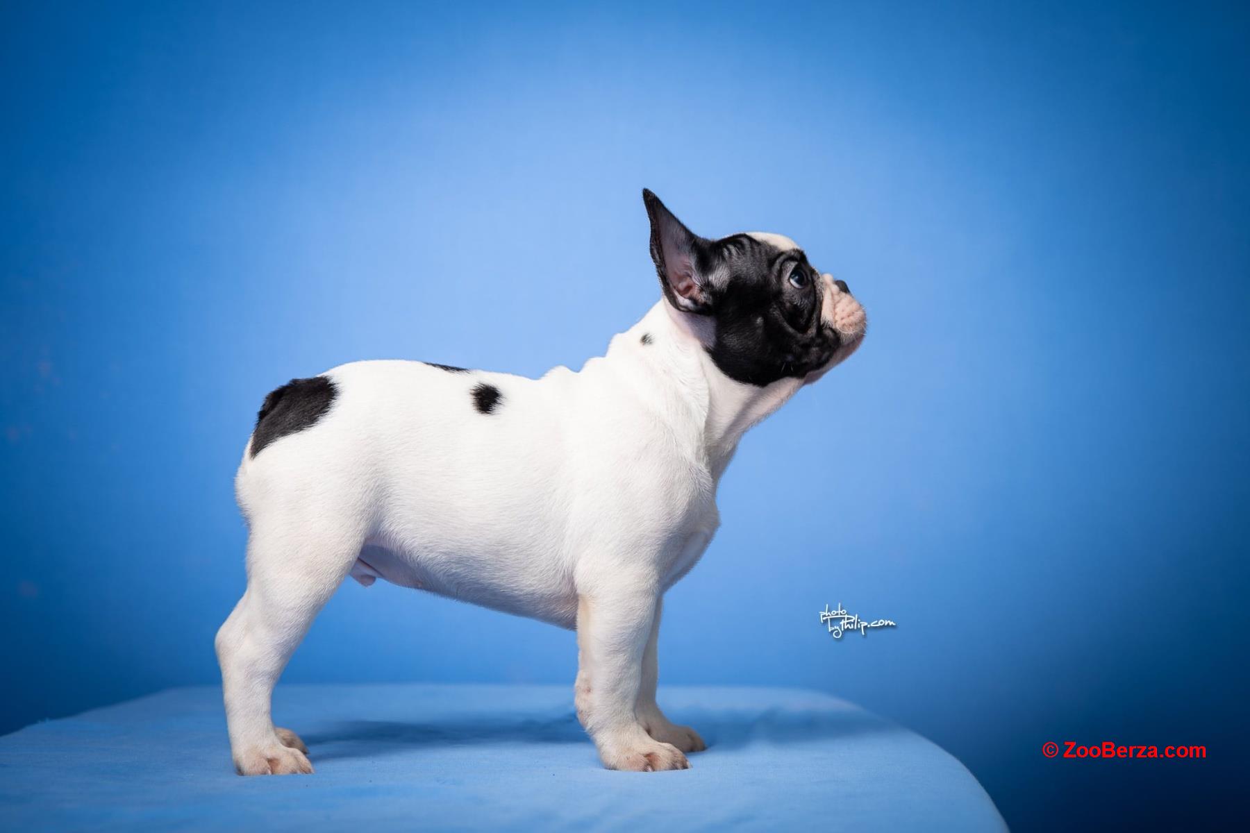 Francuski Buldog prelepi stenci