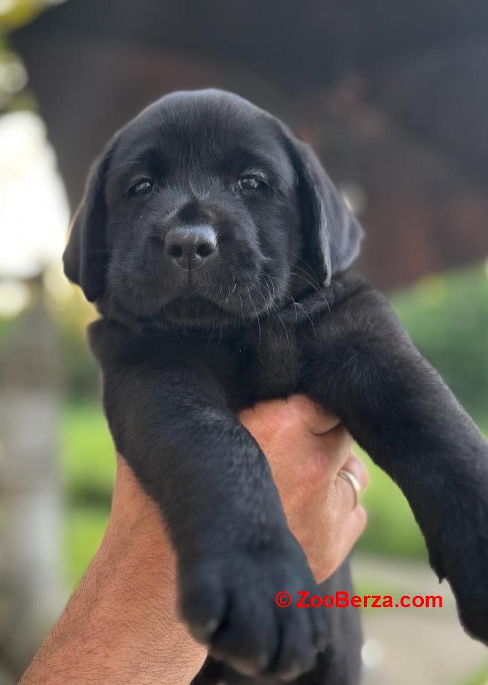 Na prodaju stenci Labrador retriver  