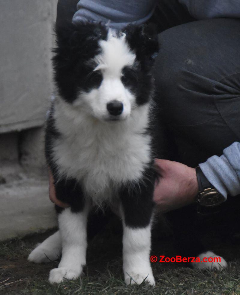 Border koli/collie štenci