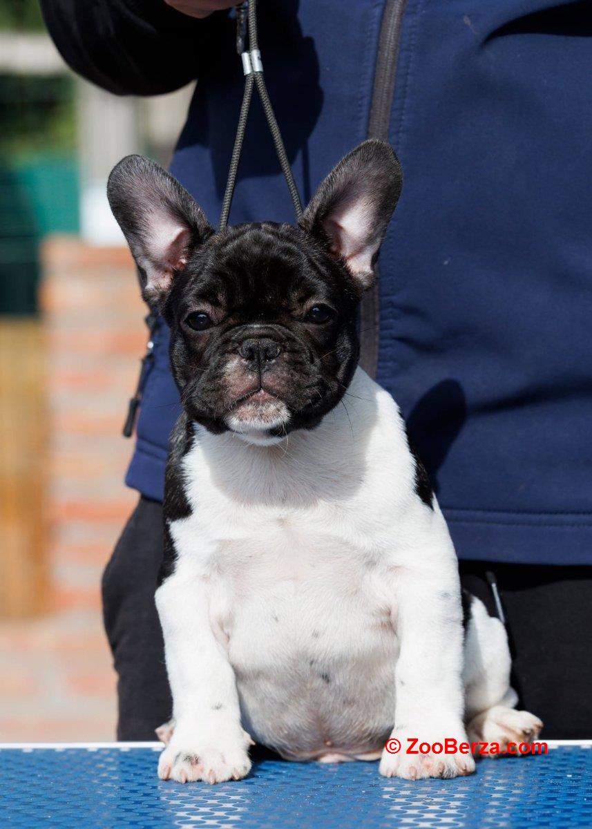 French bulldog/Francuski buldog štenci