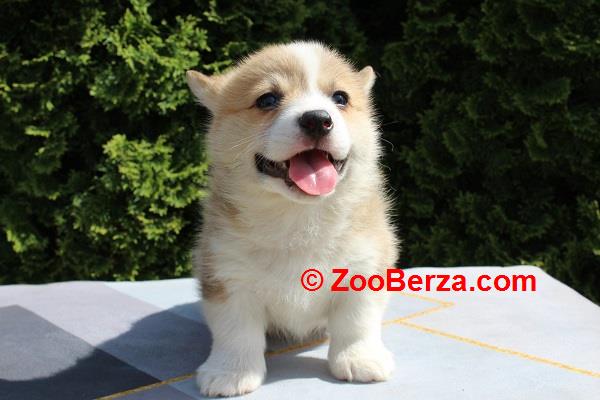 Velški korgi - Pembrok