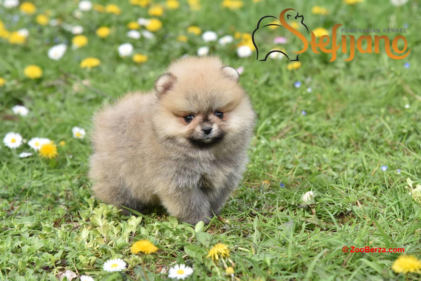 Pomeranac BOO medvedići