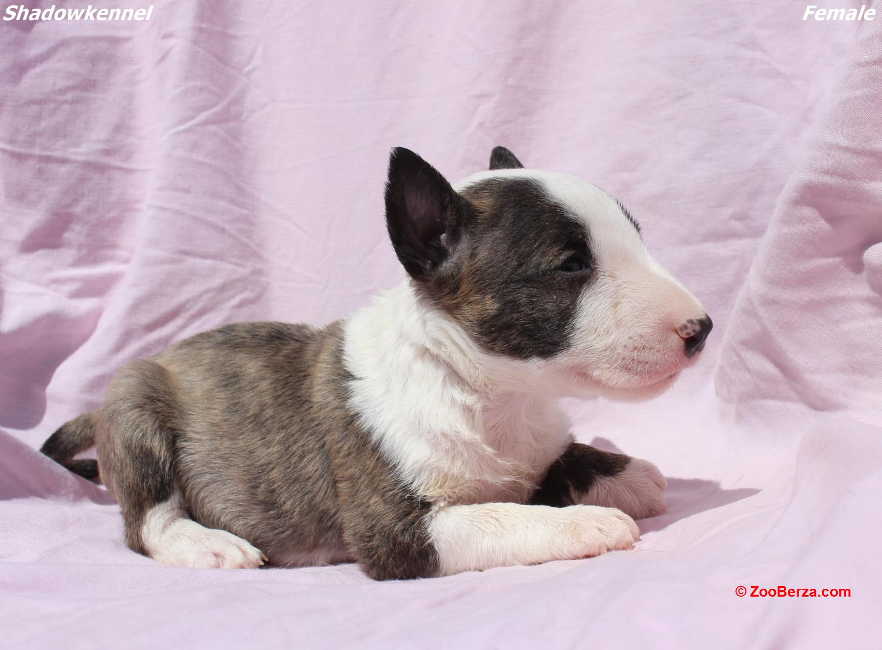 Mini Bull terijer štenci