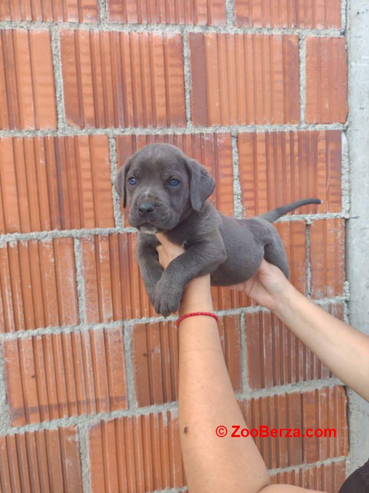 Cane Corso štenci šampionskog porekla!   